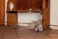 Dog under wooden bench