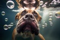 Dog underwater. Dog diving underwater. Dog dive deep in a swimming pool. Generative AI