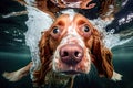 Dog underwater. Dog diving underwater. Dog dive deep in a swimming pool. Generative AI Royalty Free Stock Photo