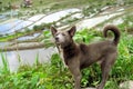 Dog at UNESCO Rice Terraces in Batad, Philippines Royalty Free Stock Photo