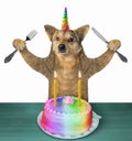 Dog unicorn eats a cake 2 Royalty Free Stock Photo