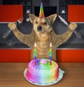 Dog unicorn eats a cake Royalty Free Stock Photo