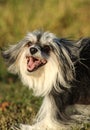 Dog unknown breed is cheerfull and posing Royalty Free Stock Photo