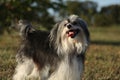 Dog unknown breed is cheerfull and posing Royalty Free Stock Photo