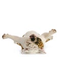 Dog upside down