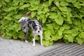 Dog urinating on flowers Royalty Free Stock Photo