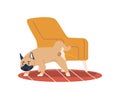 Dog Urinating On Furniture Is A Common Behavior Problem, Indicating Territorial Marking, Or Inadequate Housetraining Royalty Free Stock Photo