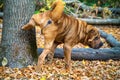 A dog urinating on a tree Royalty Free Stock Photo