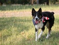 Dog with USA Flag Bandanna Royalty Free Stock Photo