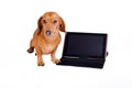 Dog using computer Royalty Free Stock Photo