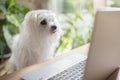 Dog using laptop computer Royalty Free Stock Photo