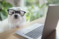 Dog using laptop computer Royalty Free Stock Photo