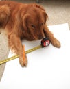 Dog using a tape measure Royalty Free Stock Photo