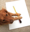 Dog using a tape measure Royalty Free Stock Photo
