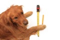 Dog using a tape measure Royalty Free Stock Photo