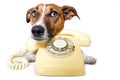 Dog using a yellow phone Royalty Free Stock Photo