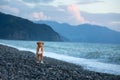 Dog on vacation. Nova Scotia Duck Tolling Retriever on the beach by the sea.