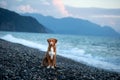 Dog on vacation. Nova Scotia Duck Tolling Retriever on the beach by the sea.