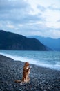 Dog on vacation. Nova Scotia Duck Tolling Retriever on the beach by the sea.