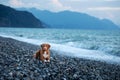 Dog on vacation. Nova Scotia Duck Tolling Retriever lying on the beach by the sea.