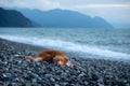 Dog on vacation. Nova Scotia Duck Tolling Retriever lying on the beach by the sea.