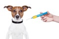 Dog vaccination Royalty Free Stock Photo