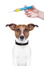 Dog vaccination Royalty Free Stock Photo