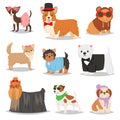 Dog vector puppy pet animal doggie character in canine clothing of domestic dog-breeding illustration doggish set of