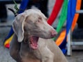 This dog is very very surprised or apparently in terror Royalty Free Stock Photo