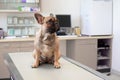 Dog at vet, young female French Bulldog  sitting on examination table at veterinary practice Royalty Free Stock Photo