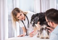 Dog on veterinarian examination in clinic