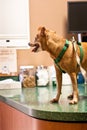 Dog on veterinarian's exam table Royalty Free Stock Photo