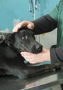 Dog in a veterinary office