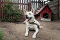 a dog in the village. White friendly watchdog widely yawning on leash chain guard house