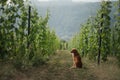Dog in a vineyard in nature. A pet in the summer, a toller. Nova Scotia Duck Tolling Retriever