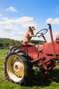 Dog on Vintage red tractor in landscape Royalty Free Stock Photo