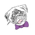 Dog with violet bow. Cute pug portrait. Vector sketch illustration.