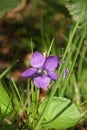 Dog violet Viola riviniana flower