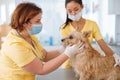 Dog visiting vet for regular check up in clinic