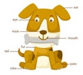 Dog vocabulary part of body vector Royalty Free Stock Photo