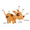 Dog vocabulary part of body.vector Royalty Free Stock Photo