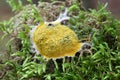 Dog vomit slime mold or mould Royalty Free Stock Photo