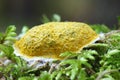 Dog vomit slime mold or mould Royalty Free Stock Photo