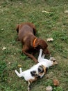 Dog vs cat Royalty Free Stock Photo