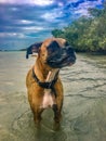 Dog wades in the river on a hot summer day Royalty Free Stock Photo