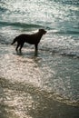 The dog waited for someone on the beach in the island.