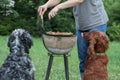 Dog waiting for the barbecue, waiting for lunch Royalty Free Stock Photo