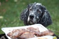 Dog waiting for the barbecue, waiting for lunch Royalty Free Stock Photo