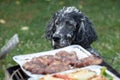 Dog waiting for the barbecue, waiting for lunch Royalty Free Stock Photo