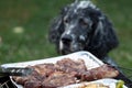 Dog waiting for the barbecue, waiting for lunch Royalty Free Stock Photo